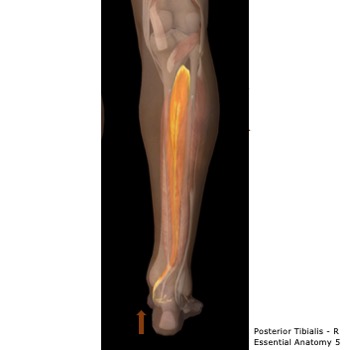 post tib calf stretch